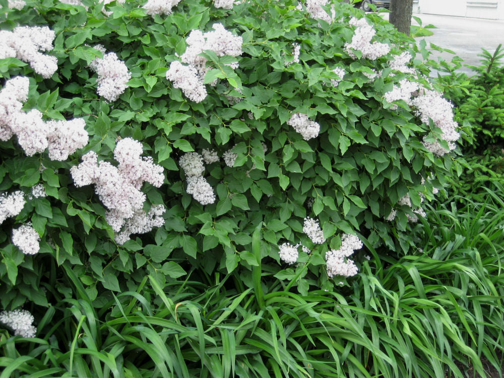 Miss Kim Lilac (SYRINGA PATULA MISS KIM) - 3 gallon 15&quot;