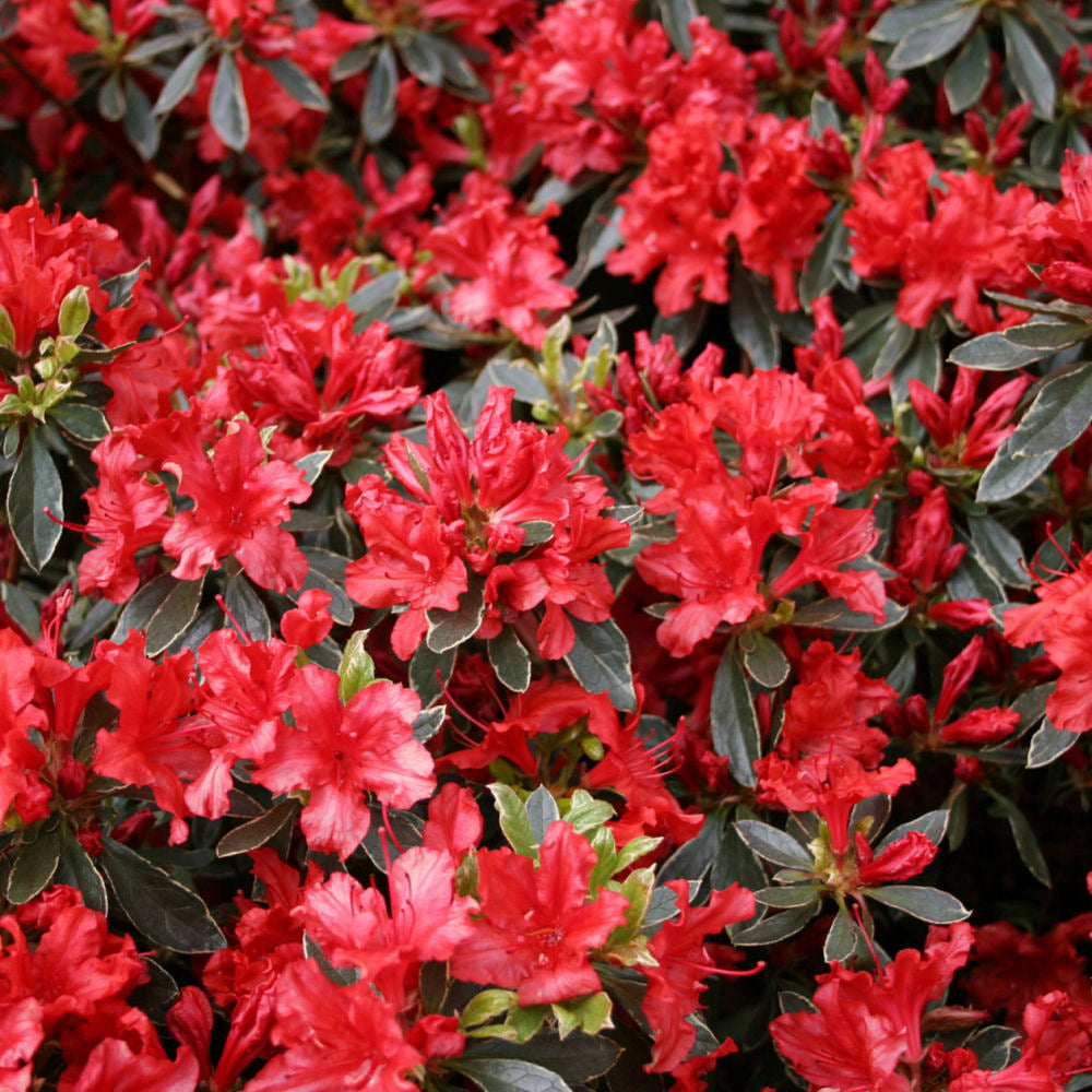 Hot Shot Azalea (AZALEA HOT SHOT) - 3 gallon 15&quot;