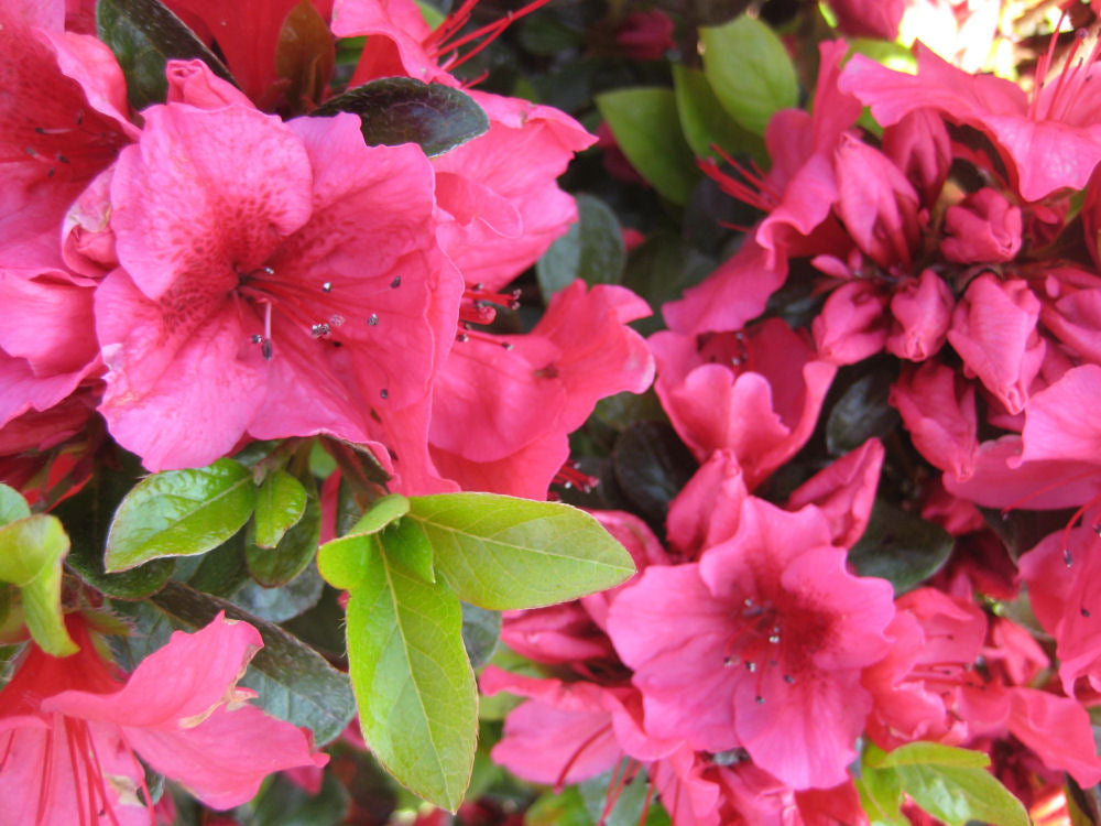 Renee Michelle Azalea (AZALEA RENEE MICHELLE) - 3 gallon 12&quot;