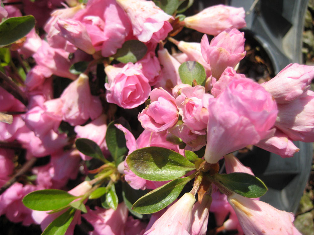 Rosebud Azalea (AZALEA ROSEBUD) - 3 gallon 12&quot;