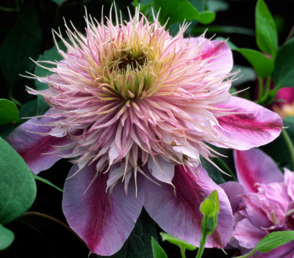 Empress™ Clematis (Clematis  &