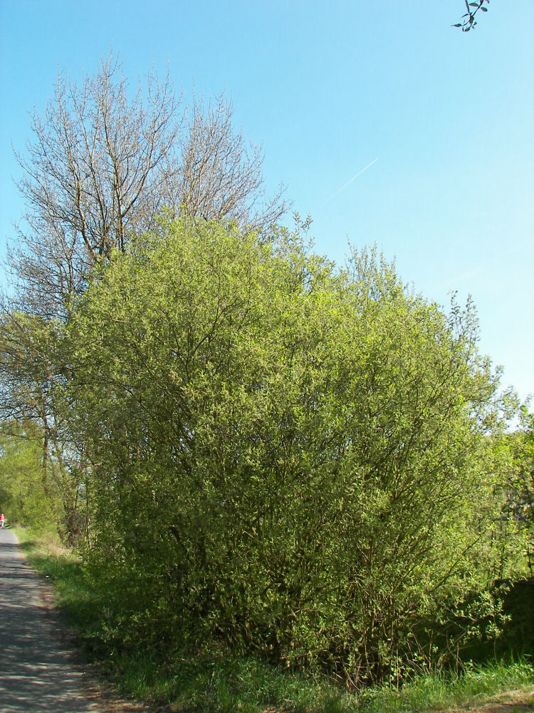 Pussy Willow (SALIX CAPREA) - 3 gallon 24&quot;