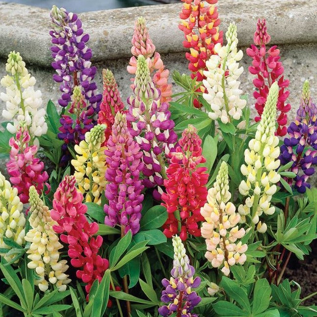 Russell Hybrid Lupines (LUPINUS P. RUSSELL HYBRIDS) - 3QT