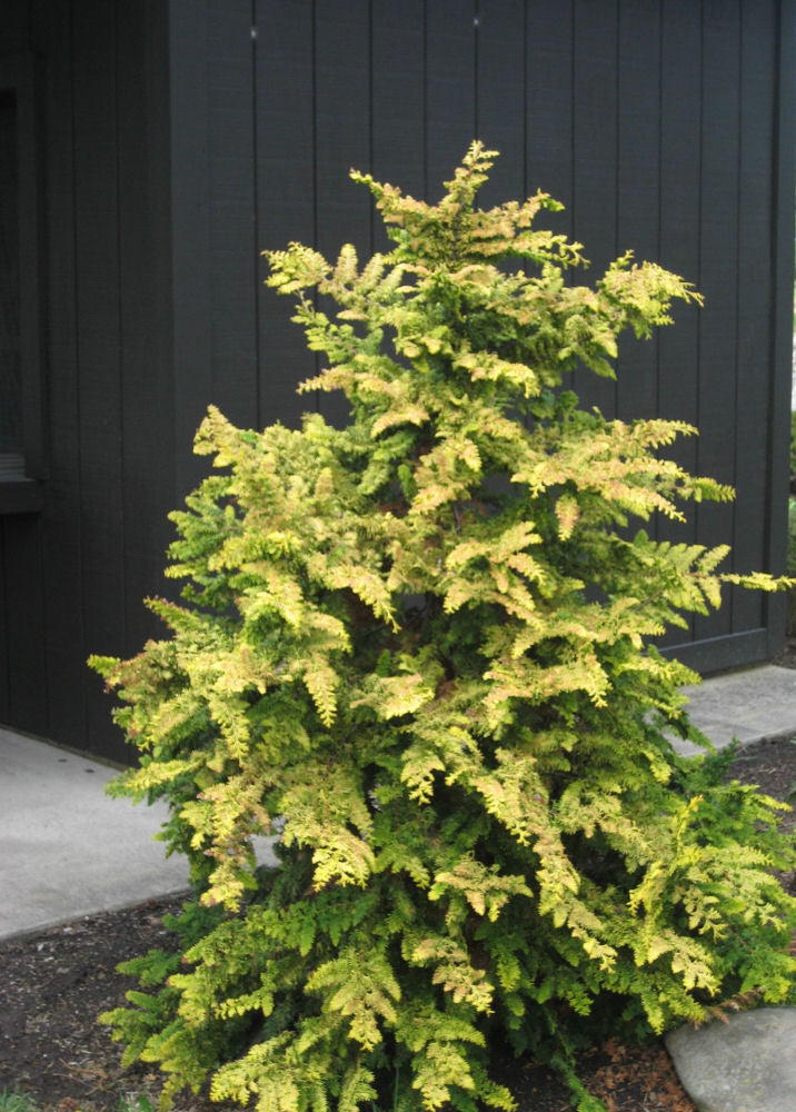 Fernspray Gold False Cypress (CHAM. OBTUSA FERNSPRAY GOLD) - 3 gallon 18&quot;