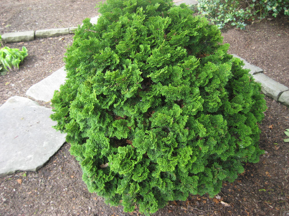 Templehof False Cypress (CHAM. OBTUSA TEMPLEHOF) - 3 gallon 12&quot;