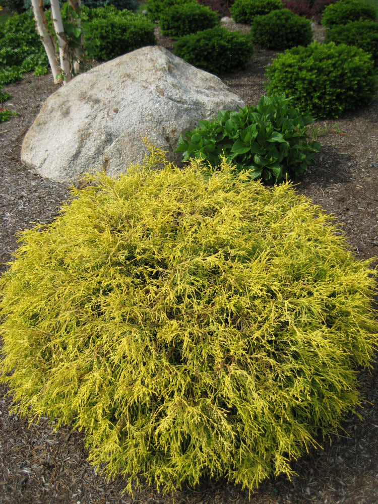 Gold Mop Cypress (CHAM. P. F. MOPS) - 3 gallon 15&quot;