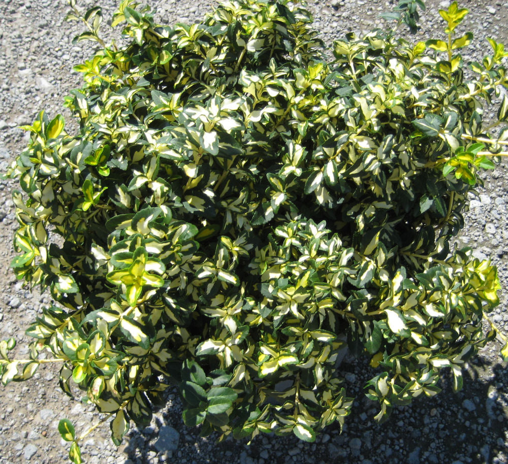 Moonshadow™ Euonymus (EUONYMUS FOR. MOONSHADOW) - 2 gallon 10&quot;