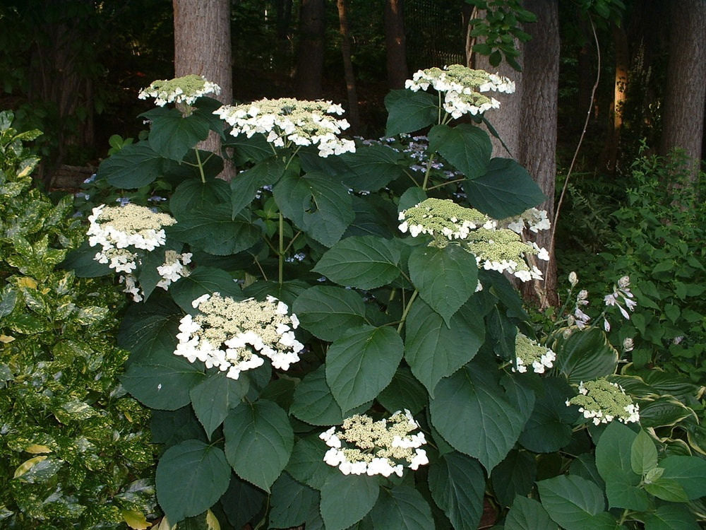 Haas Halo Smooth Hydrangea (HYDRANGEA A. HAAS HALO) - 3 gallon