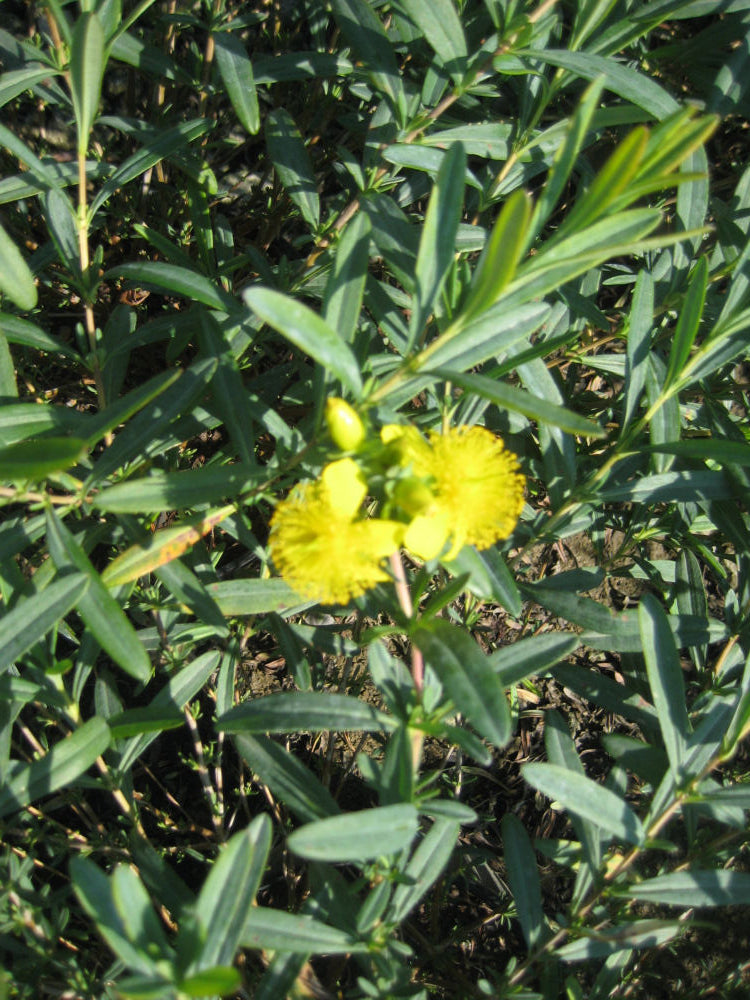 Sunburst St. Johnswort (HYPERICUM FRONDOSUM SUNBURST) - 2 gallon 12&quot;