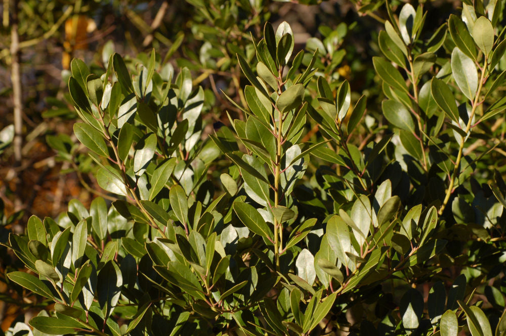 Densa Inkberry Holly (ILEX GLABRA DENSA) - 3 gallon 15&quot;