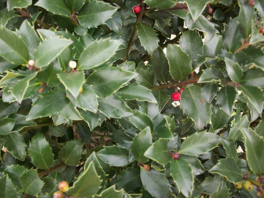 Blue Maid™ Meserve Holly (ILEX X MES. BLUE MAID) - 3 gallon 15&quot;