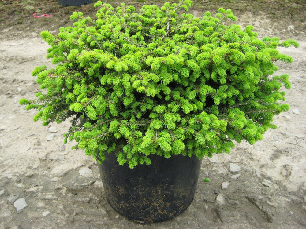 PICEA ABIES &