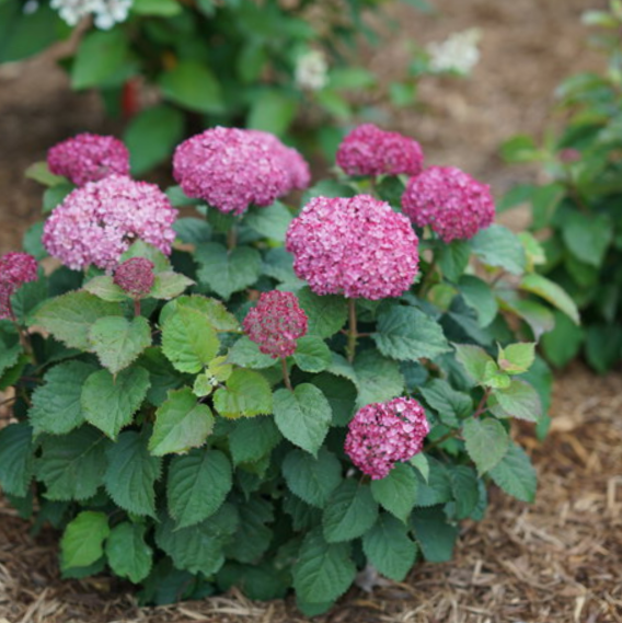Invincibelle Mini Mauvette® Smooth hydrangea (HYDRANGEA A. INVINCBLE  MINI MAUVETTE) - 3 gallon