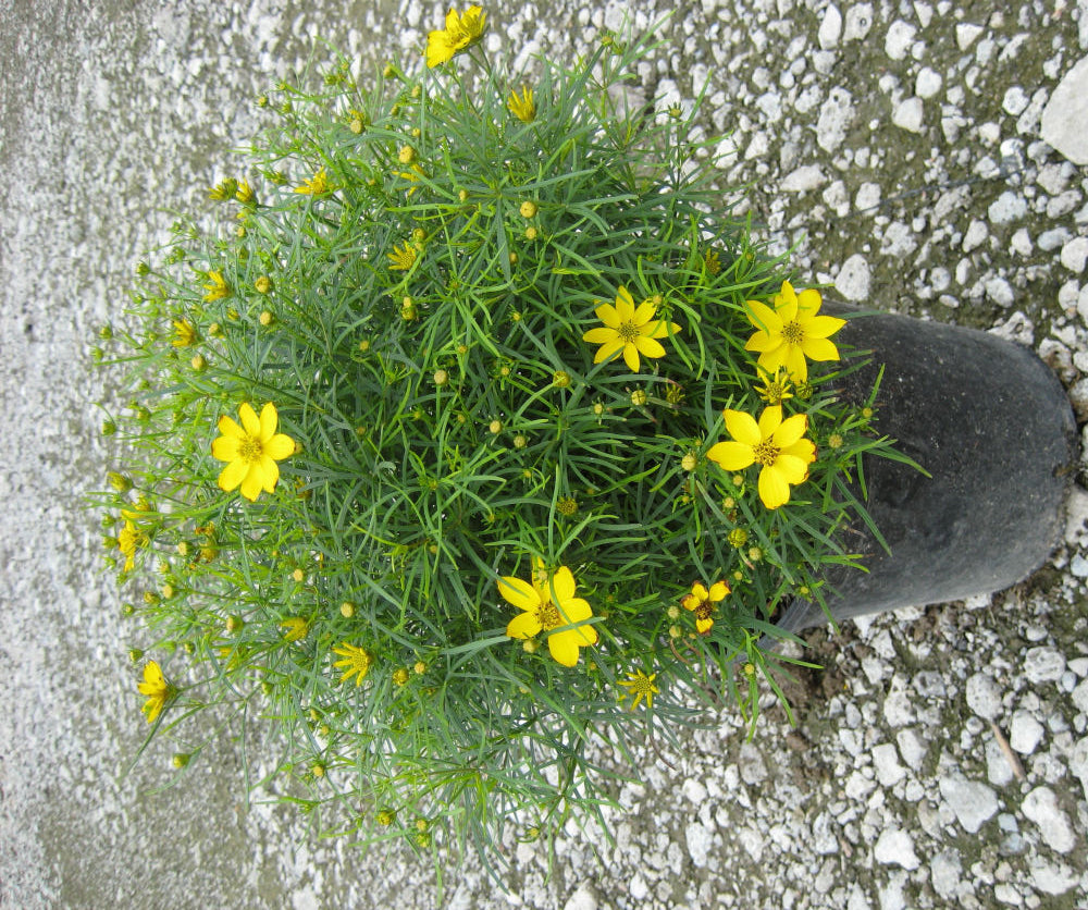 Zagreb Tickseed (COREOPSIS VERT. ZAGREB)