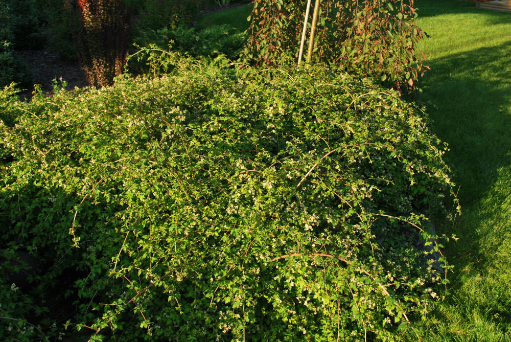 Crispa Cutleaf Stephanandra (STEPHANANDRA INCISA CRISPA) - 2 gallon 12&quot;
