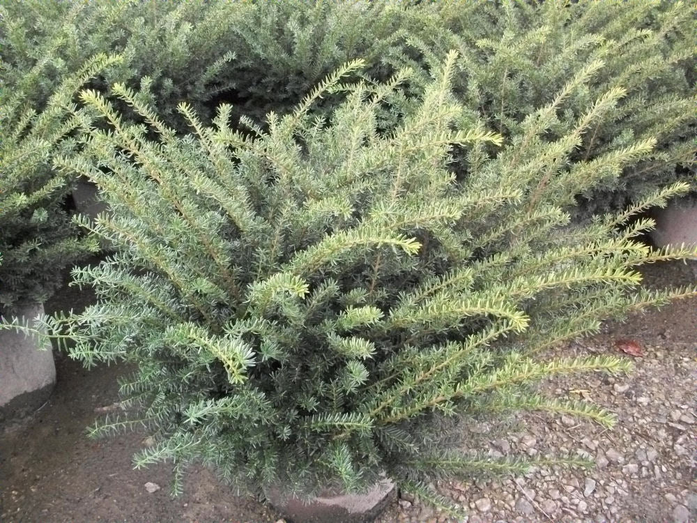 Everlow  Yew (TAXUS MEDIA EVERLOW) - 3 gallon 12&quot;