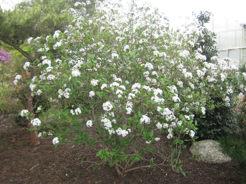 VIBURNUM X BURK. MOHAWK  G3 15&quot;