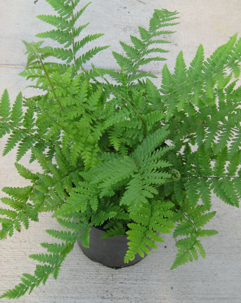 Robust Male Fern (FERN -ROBUSTA MALE) - 1 gallon