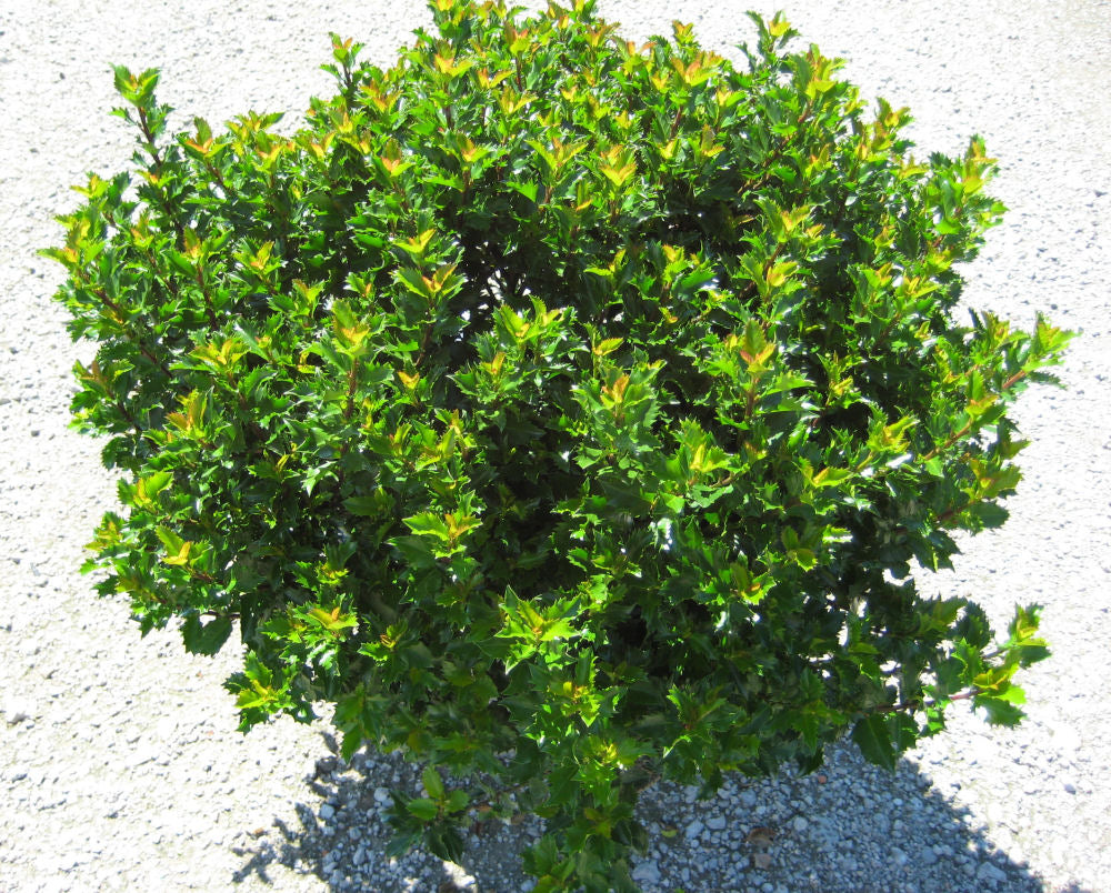 Emerald Magic® Meserve Holly (ILEX X WILLEMER) - 3 gallon 15&quot;