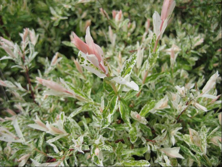 Dappled Willow (SALIX I. HAKURO NISHIKI) - 3 gallon 15&quot;