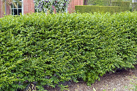 Hedge Privet (LIGUSTRUM IBOLIUM) - 2 gallon 15&quot;