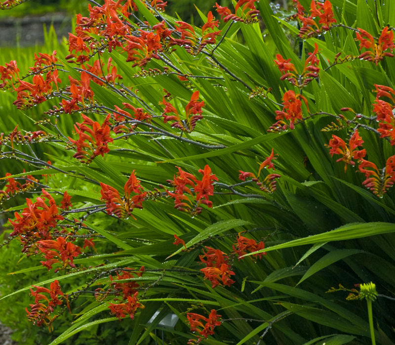 Lucifer Montbretia (CROCOSMIA X C. LUCIFER) - 1 gallon