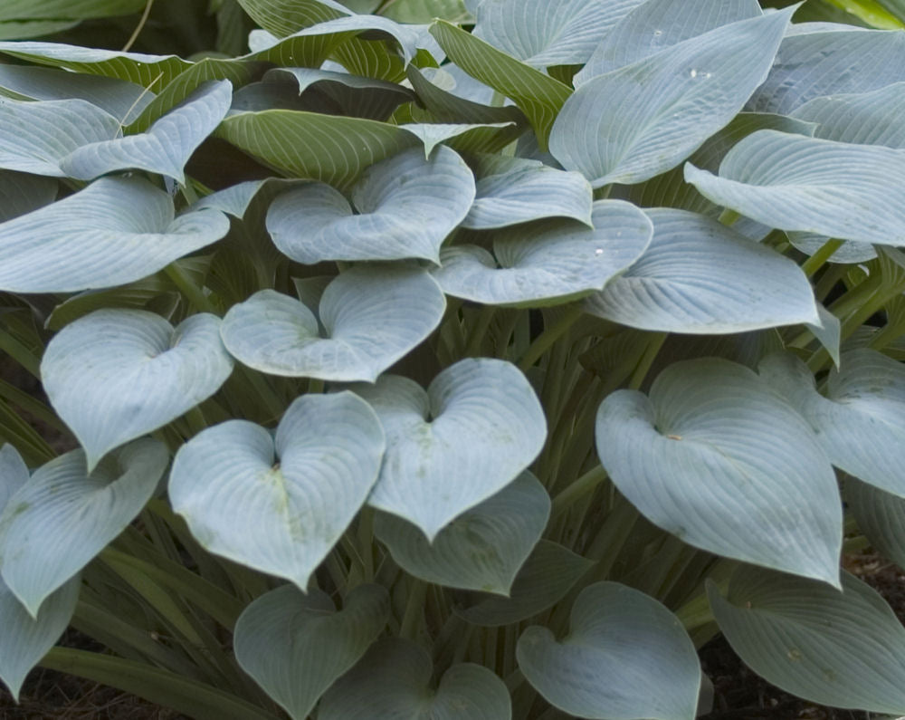 Halcyon Plantain Lily (HOSTA HALCYON) - 1 gallon
