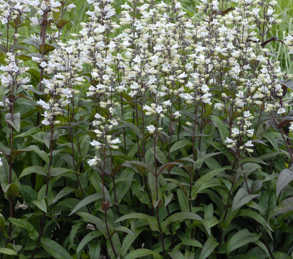 PENSTEMON DIG. &