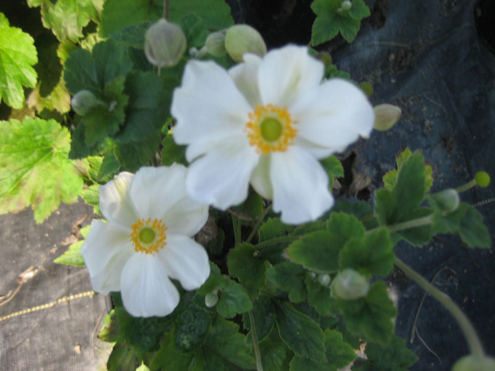Honorine Jobert Windflower (ANEMONE H. HONORINE JOBERT) - 1 gallon