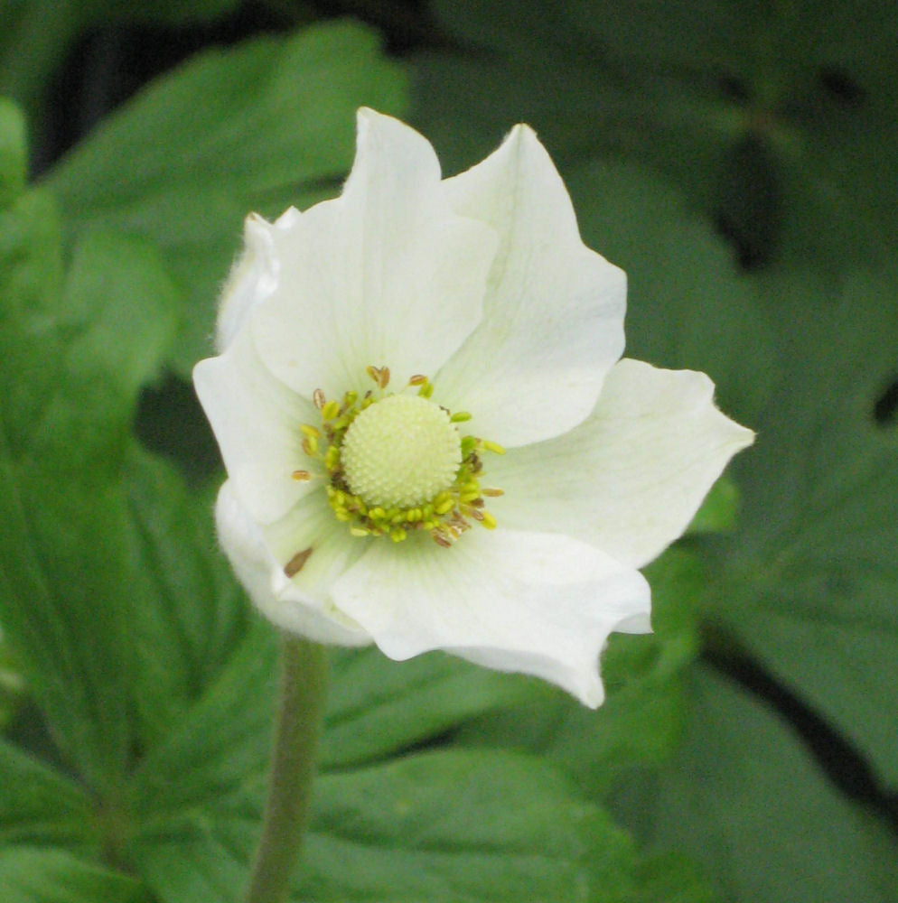 ANEMONE SYLVESTRIS  19CM