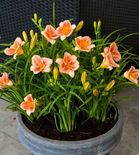 Peach Blast Daylily (HEMER  PEACH BLAST) - 1 gallon