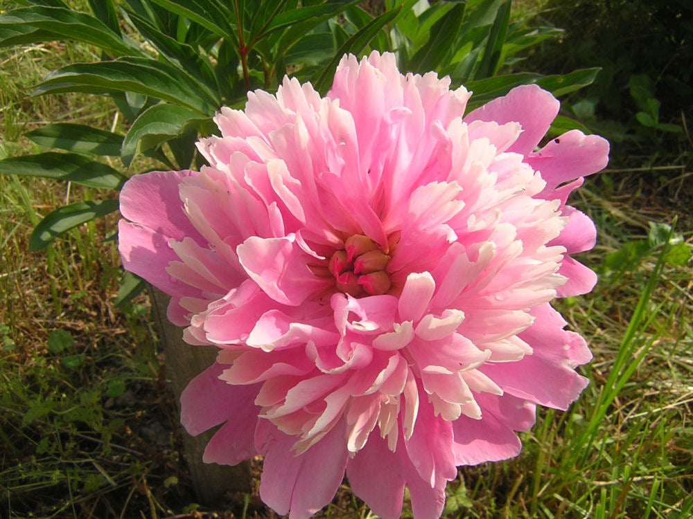 Sarah Bernhardt Peony (PAEONIA SARAH BERNHARDT (PINK)) - 2 gallon