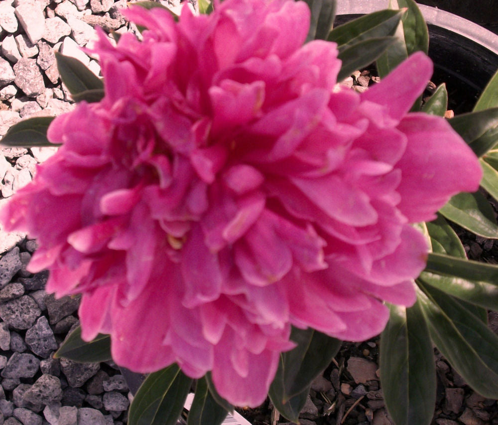 Kansas Red Peony (PAEONIA KANSAS (RED)) - 2 gallon