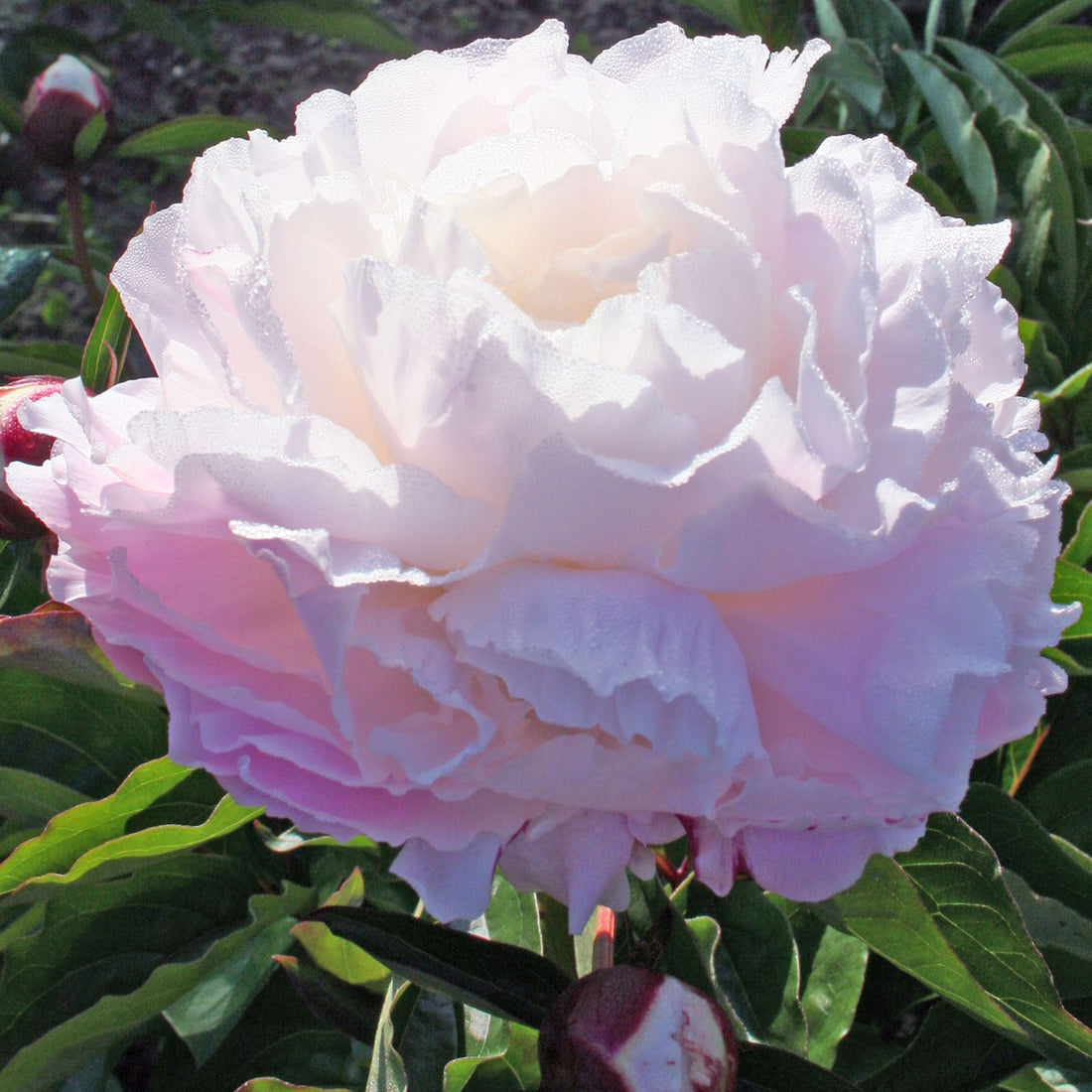 Shirley Temple Peony (PAEONIA SHIRLEY TEMPLE (WHITE)) - 2 gallon