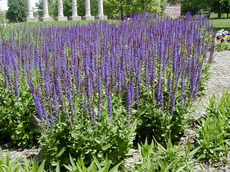 East Friesland Meadow Sage (SALVIA X S. H. EAST FRIESLAND)