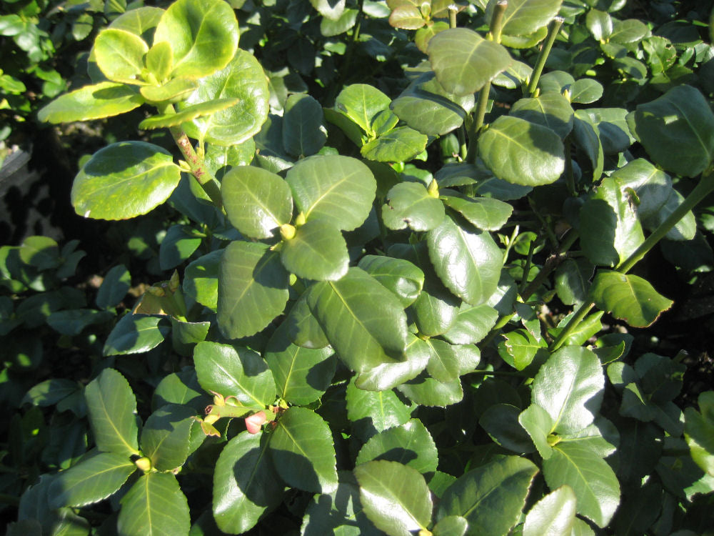 Green Lane Euonymus (EUONYMUS FOR. GREENLANE) - 2 gallon 10&quot;
