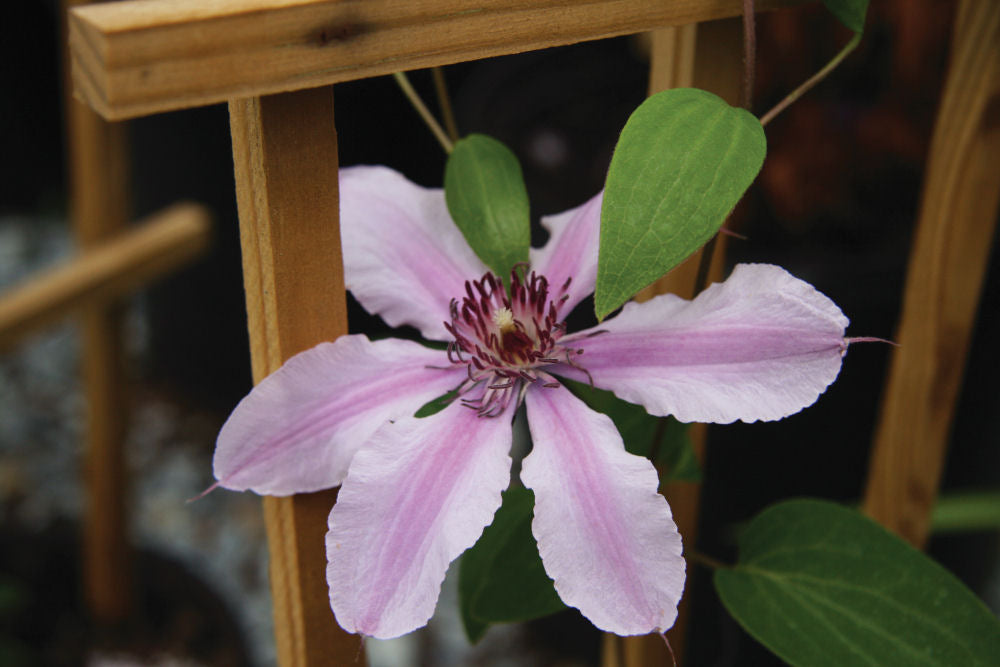 Double Rose™ Clematis (CLEMATIS DOUBLE ROSE) - 1 gallon