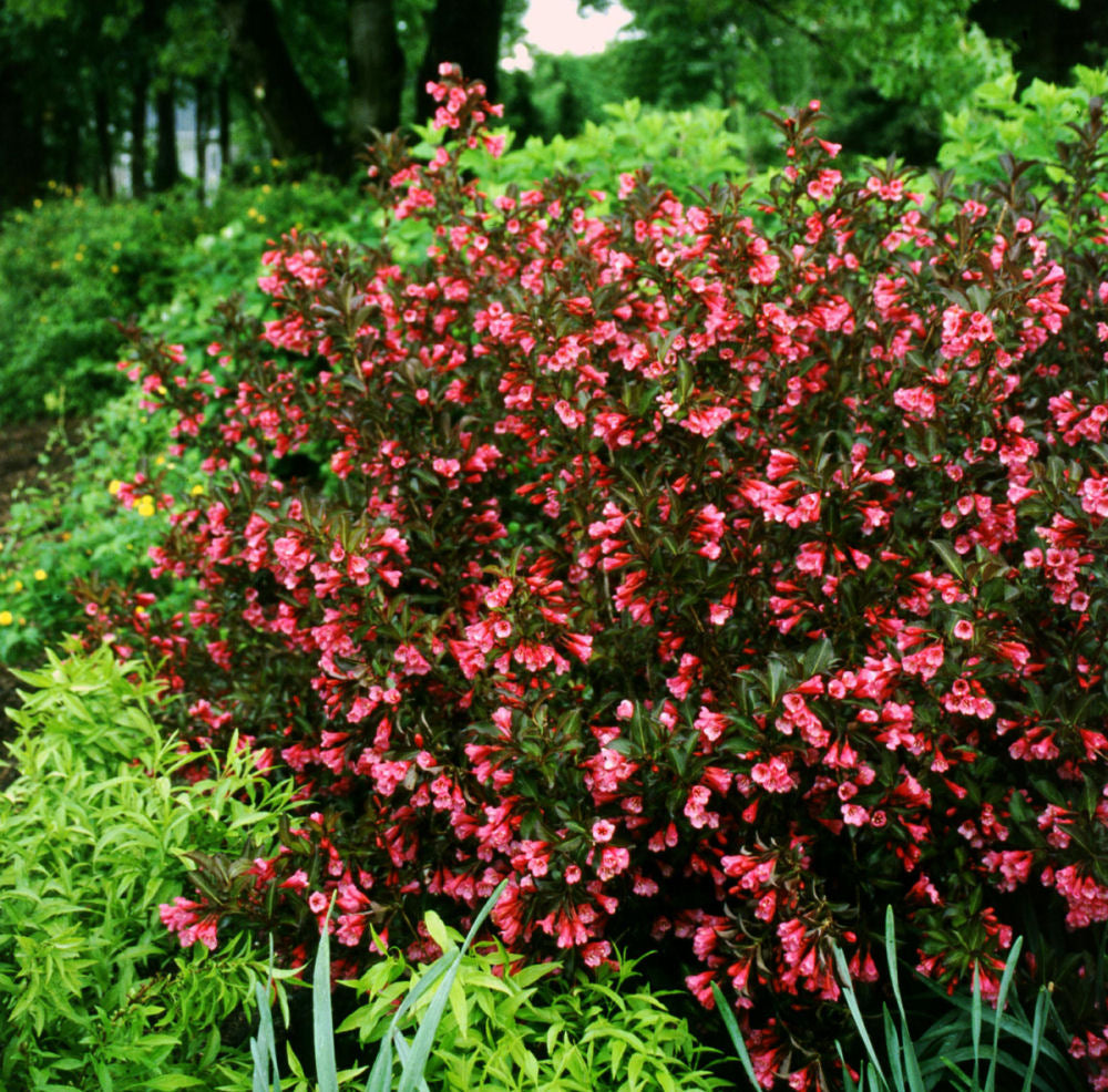 Wine &amp; Roses® Weigela (WEIGELA WINE &amp; ROSES)