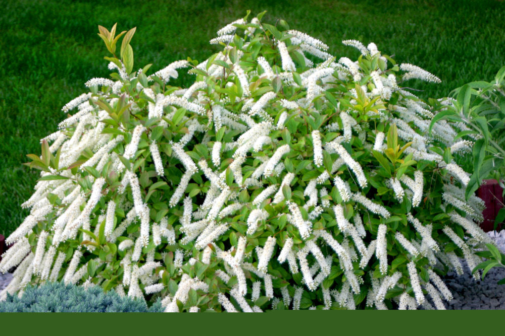 ITEA VIRGINICA &