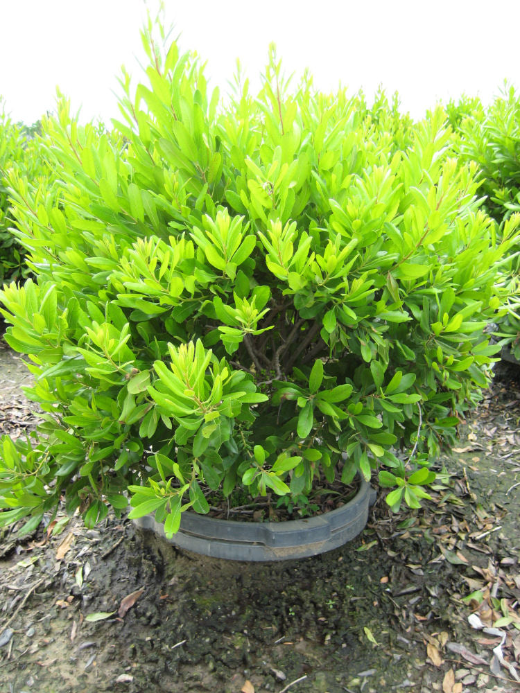 Northern Bayberry (MYRICA PENSYLVANICA) - 3 gallon 18&quot;