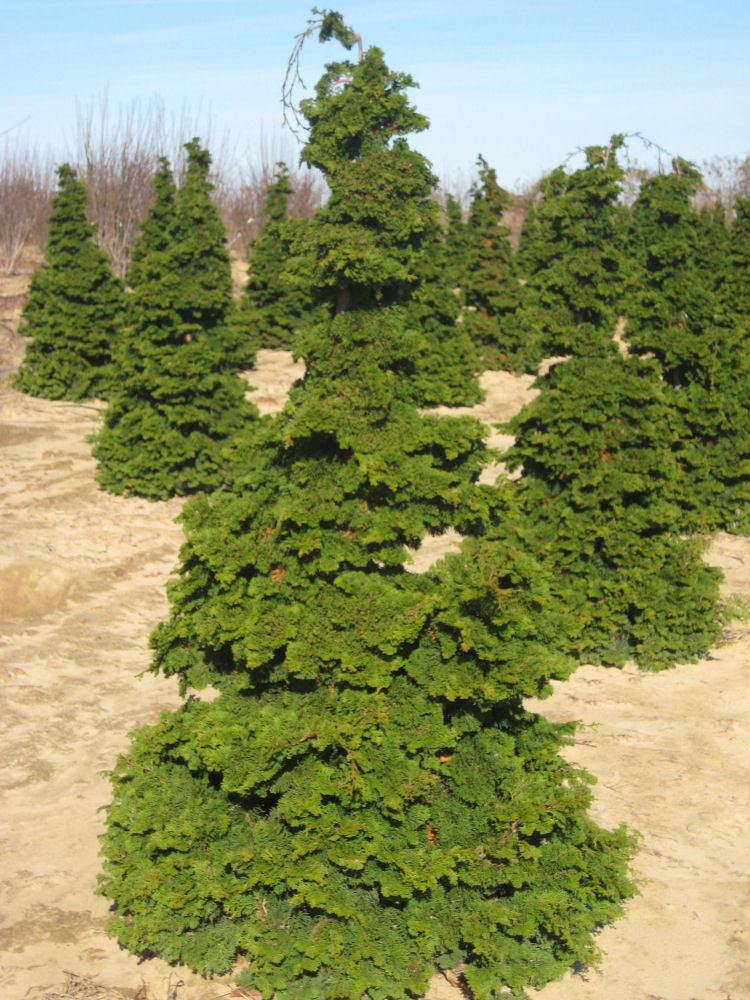 Semi-dwarf Hinoki False Cypress (CHAM. OBTUSA COMPACTA) - 7 gallon 30-36&quot;