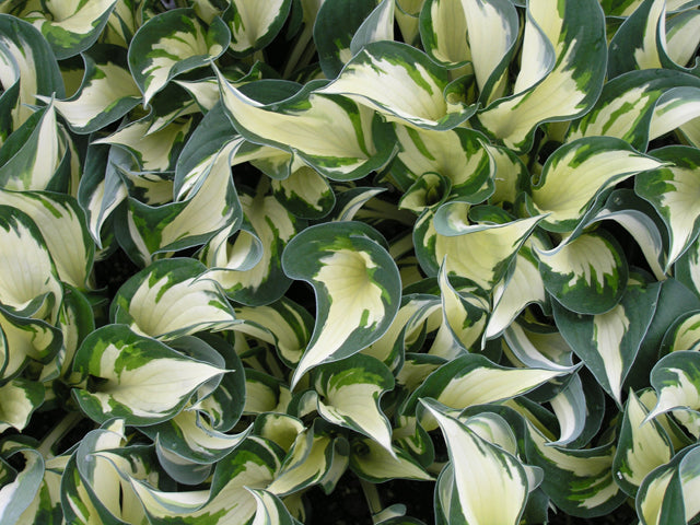 Fire and Ice Plantain Lily (HOSTA FIRE AND ICE) - 1 gallon