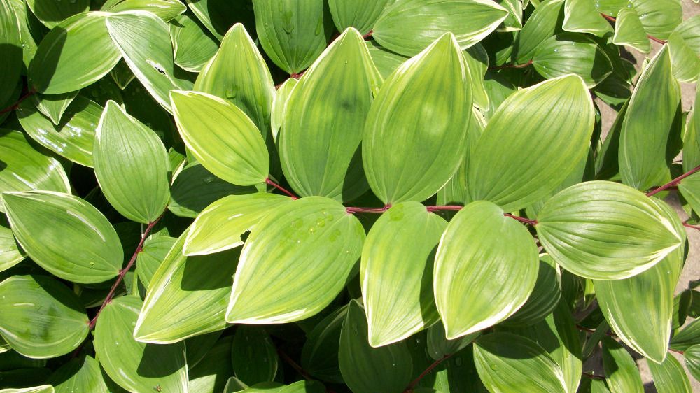 Variegated Solomon&