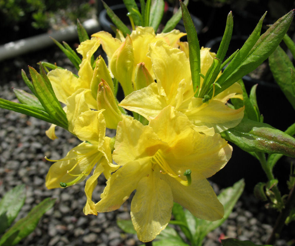 Lemon Light Azalea (AZALEA EX. LEMON LIGHT) - 3 gallon 15&quot;