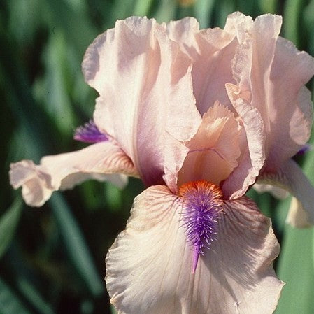 Concertina Reblooming Bearded Iris (IRIS GERMANICA CONCERTINA) - 1 gallon