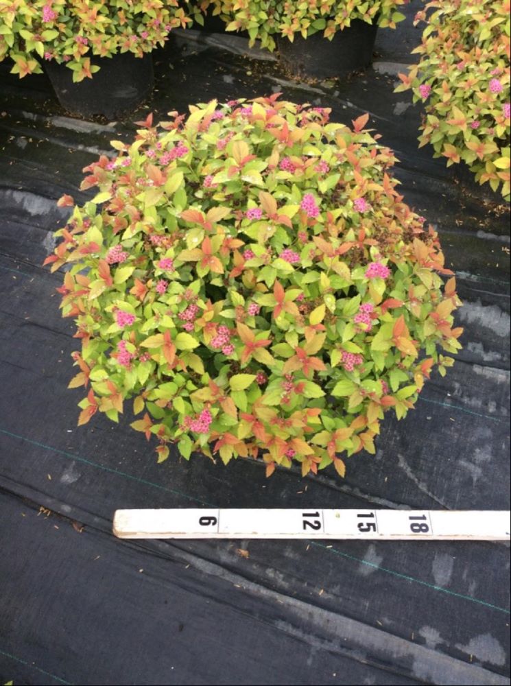 Magic Carpet Spiraea (SPIRAEA JAP. MAGIC CARPET) - 3 gallon 15&quot;