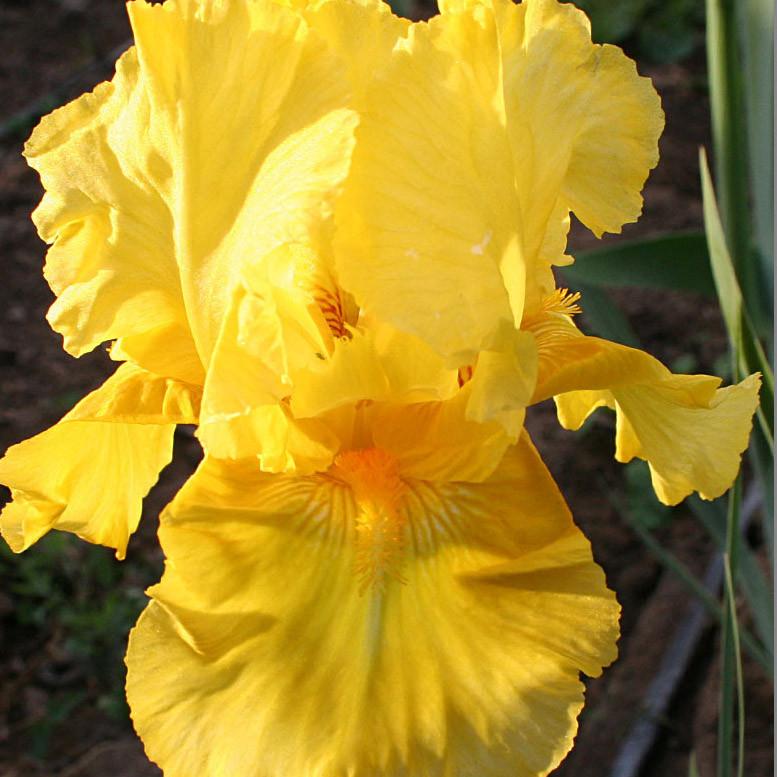 Pleasant Peasant Intermediate Bearded Iris (IRIS GERMANICA PLEASANT PEASANT) - 1 gallon