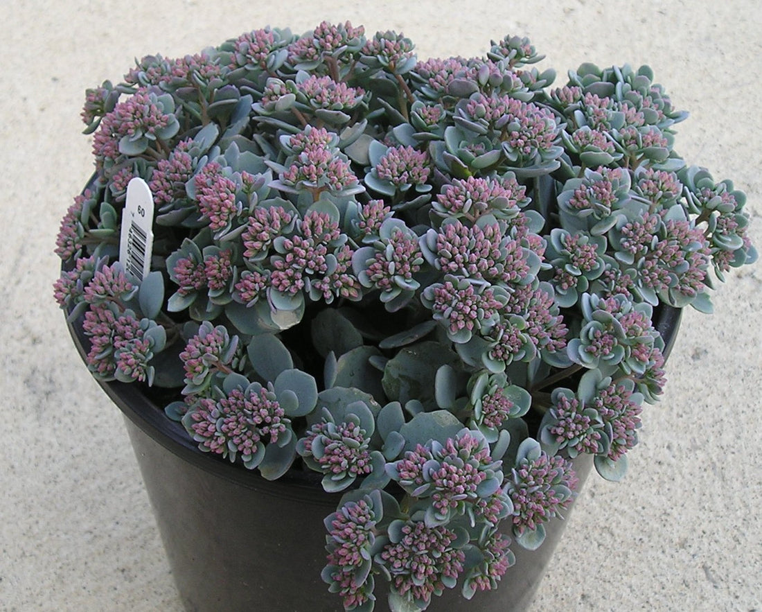 Cauticola Stonecrop (SEDUM CAUTICOLA) - 1 gallon