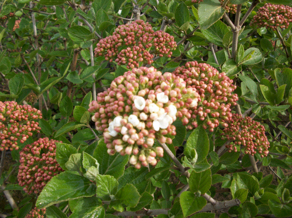 Juddii Viburnum (VIBURNUM X JUDDII) - 3 gallon 15&quot;