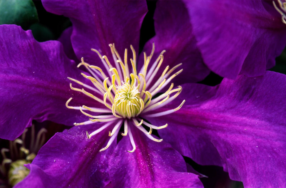Chevalier™ Clematis (CLEMATIS CHEVALIER) - 3QT